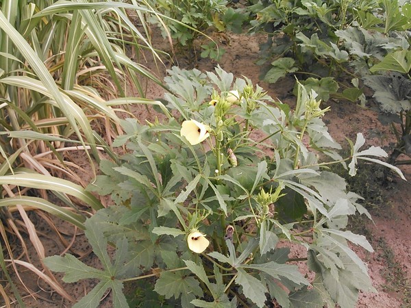 600x450 All picked?, in Okra hiding, by John S. Quarterman, for OkraParadiseFarms.com, 1 August 2014