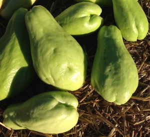 300x274 Chayote fruit, in Minor food crops to consider for the hobby gardener or small scale farmer, by Bret Wagenhorst, for OkraParadiseFarms.org, 14 December 2014