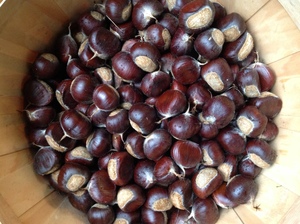 300x224 Chestnuts in basket, in Minor food crops to consider for the hobby gardener or small scale farmer, by Bret Wagenhorst, for OkraParadiseFarms.org, 14 December 2014