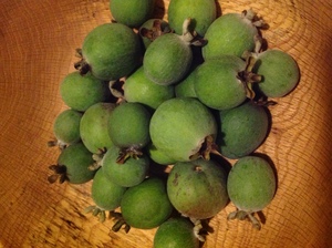 300x224 Feijoa fruit in bowl, in Minor food crops to consider for the hobby gardener or small scale farmer, by Bret Wagenhorst, for OkraParadiseFarms.org, 14 December 2014