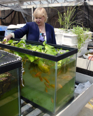 300x377 Dr. Pat Duncan with tilapia, in Basics for integrating vegetable and fish production in aquaponics, by Pat Duncan, for OkraParadiseFarms.com, 22 December 2014