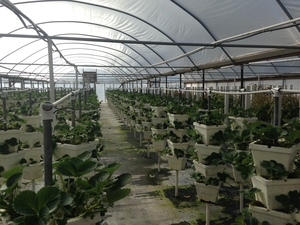 300x225 Greenhouse, in Hydroponic Greenhouses, by Gretchen Quarterman, for OkraParadiseFarms.com, 18 January 2015