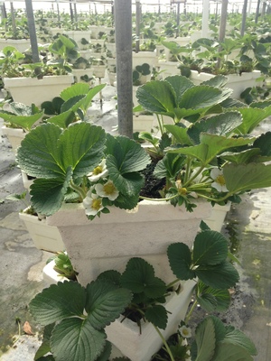 300x400 Pot, in Hydroponic Greenhouses, by Gretchen Quarterman, for OkraParadiseFarms.com, 18 January 2015