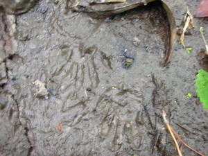 300x225 Tracks, in Raccoon tracks., by John S. Quarterman, for OkraParadiseFarms.com, 10 May 2008