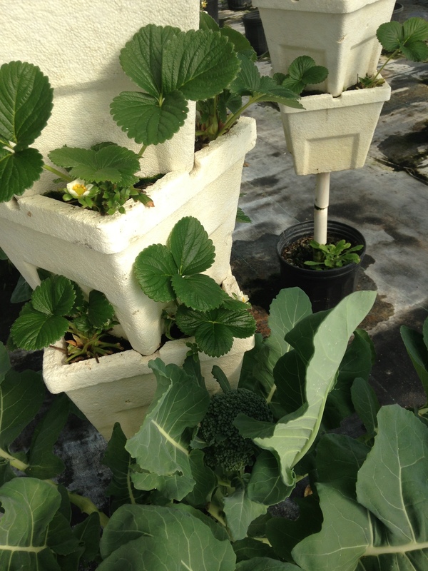 600x800 Broccoli, in Hydroponic Greenhouses, by Gretchen Quarterman, for OkraParadiseFarms.com, 18 January 2015