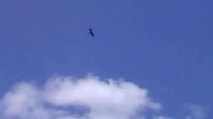 300x168 Hawk, in Hawks, kites, buzzards, by John S. Quarterman, for OkraParadiseFarms.com, 17 May 2015