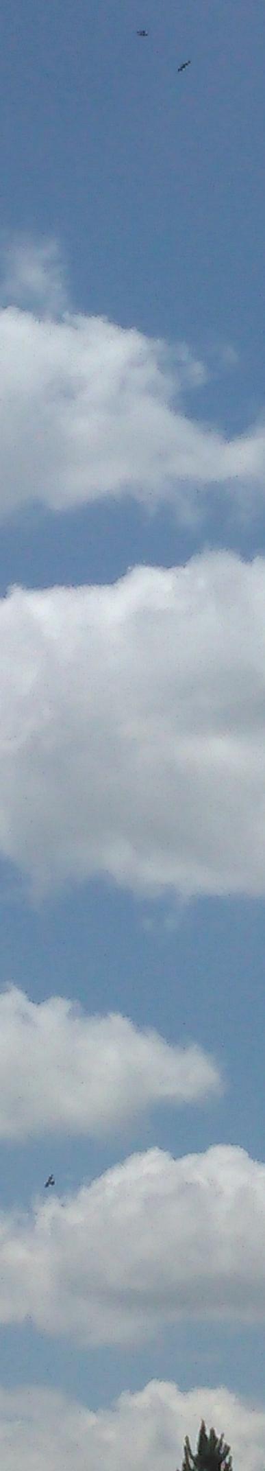 Hawks high, Buzzard low, in Hawks, kites, buzzards, by John S. Quarterman, for OkraParadiseFarms.com, 17 May 2015