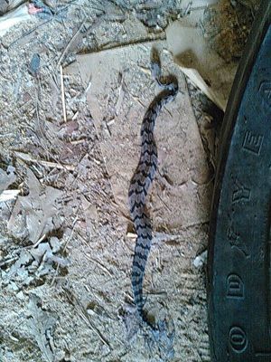 300x400 KIMG1735, in Tractor snake, by John S. Quarterman, for OkraParadiseFarms.com, 16 August 2015