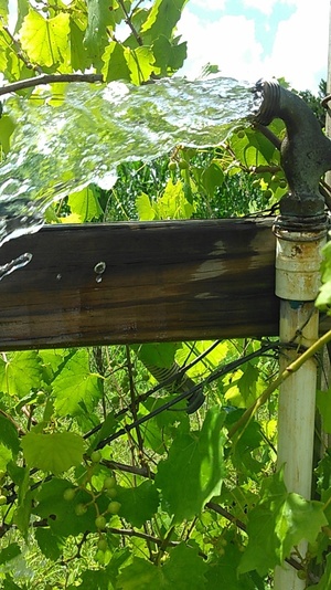 Watering the grapes