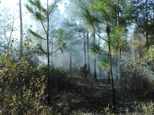 Why we burn: longleaf unharmed