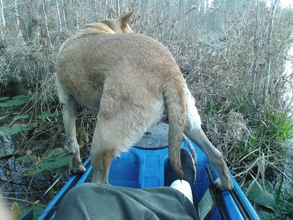 Yellow Dog standing stable