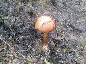 Mushroom