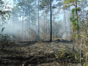 Smoky longleaf