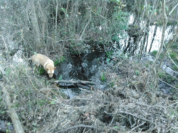 Yellow Dog doesnt see the moccasin three feet in front of her