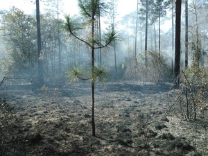 Longleaf near and far