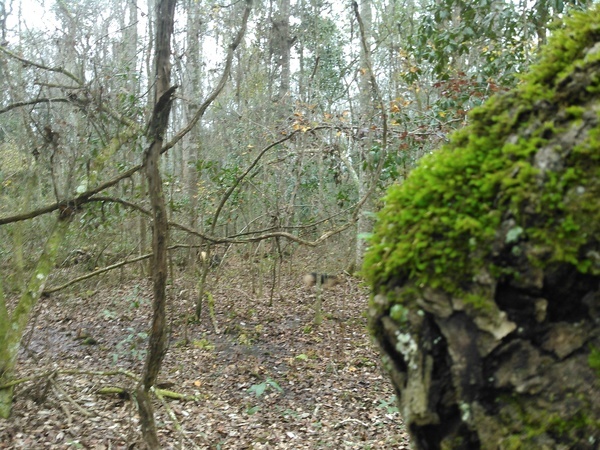 Epiphytes with dog