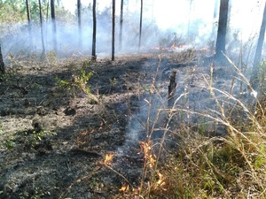 Grass near, pinestraw there, burning