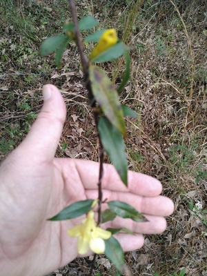 Two blooms