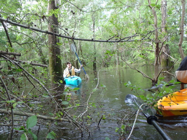 600x450 Dont fall over, in Withlacoochee River, GA 122 to Franklinville Road, by Gretchen Quarterman, 20 April 2013