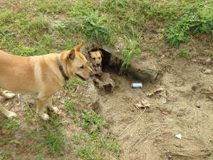 Doggie fort!