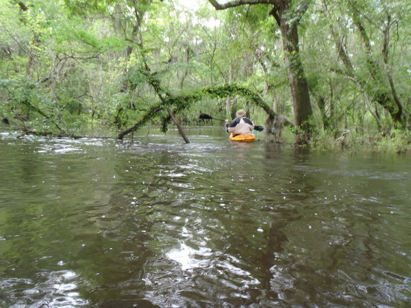 600x450 Under the viny bough, in Withlacoochee River, GA 122 to Franklinville Road, by Gretchen Quarterman, 20 April 2013