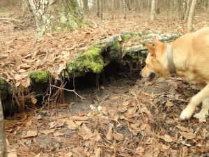 Under this log