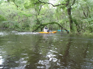 300x225 Keeping on, in Withlacoochee River, GA 122 to Franklinville Road, by Gretchen Quarterman, 20 April 2013
