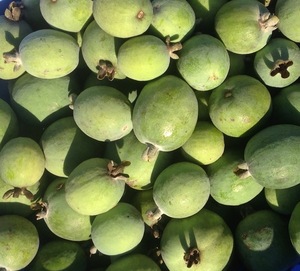 Feijoa fruit