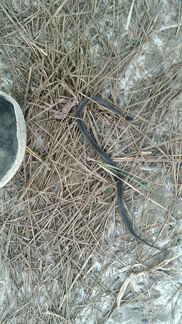 Red collared snake
