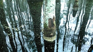 Mushrooms above water line