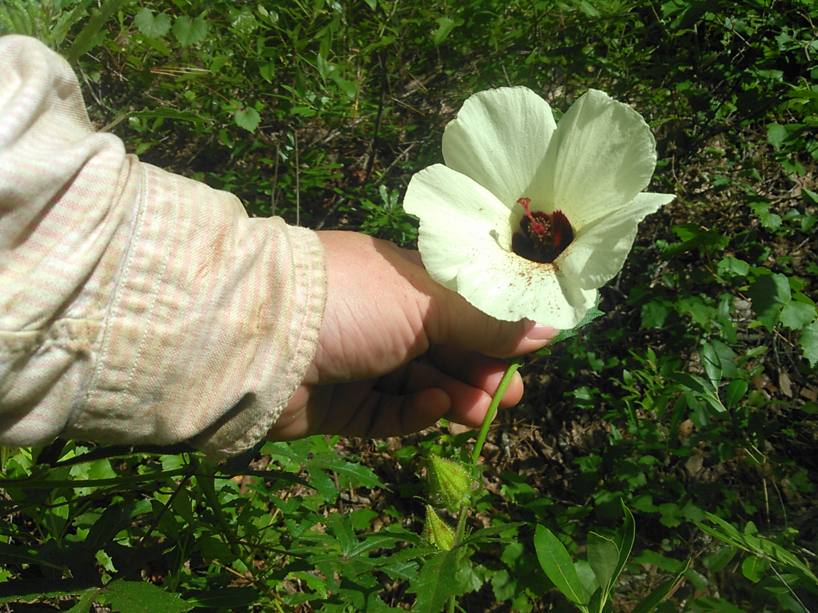 Closeup halberd-leaved rose mallow