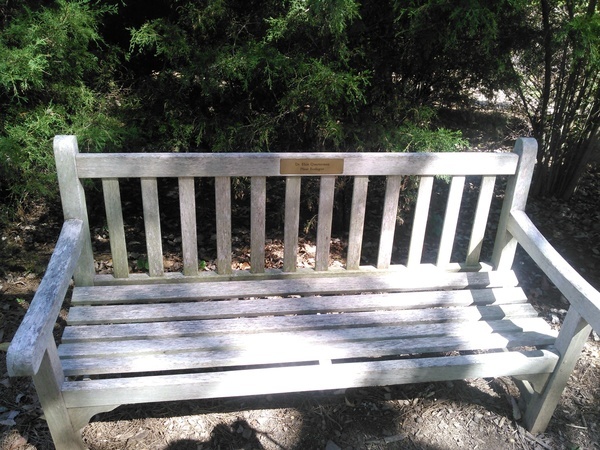 Bench under cedar trees