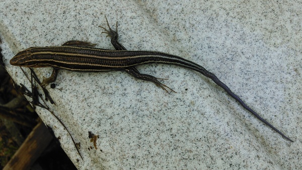 Lizard at least seven inches long