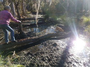 Yellow Dog getting Gretchen to walk a log