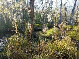 Beaver pond or meadow?