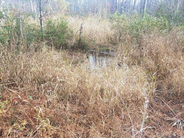 Not much water in the beaver pond