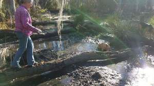 Movie: Gretchen and Yellow Dog on a log (132M)