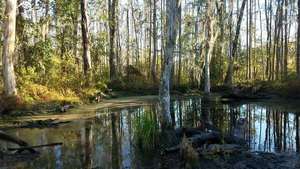 Movie: Brown Dog on the beaver dam (48M)