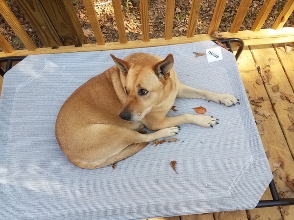 Just Yellow Dog on her bed