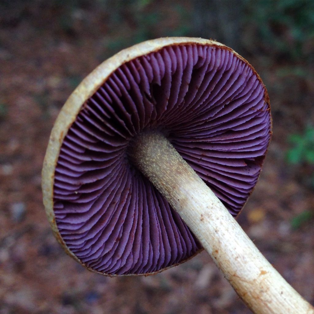 1741x1741 Purple mushrooms, in Mycology sogalo17, by John S. Quarterman, for OkraParadiseFarms.com, 16 January 2017
