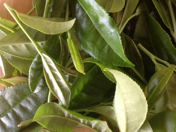 Tea leaves on bush