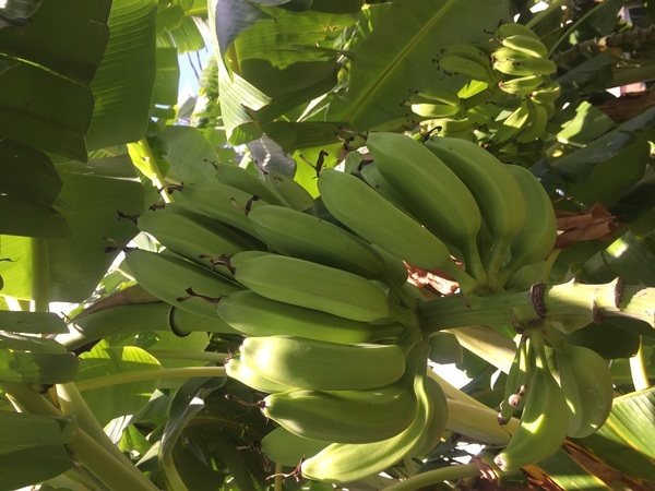 Bananas on tree