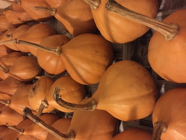 Seminole pumpkins