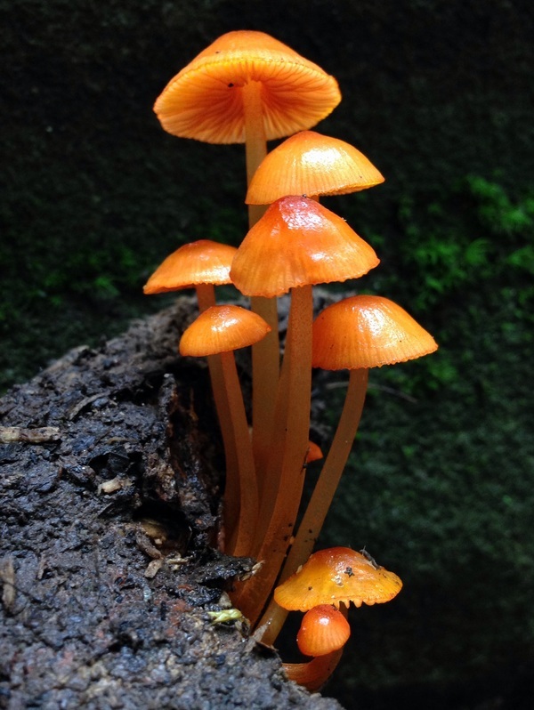 Brown fungus