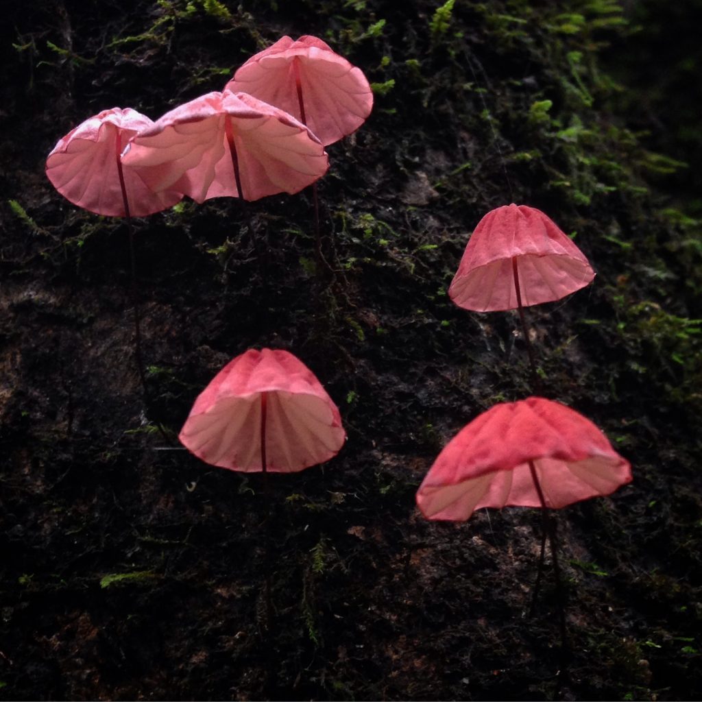 1711x1711 Pink umbrellas, in Mycology sogalo17, by John S. Quarterman, for OkraParadiseFarms.com, 16 January 2017
