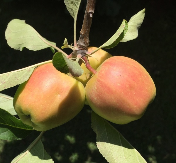 Apples on tree