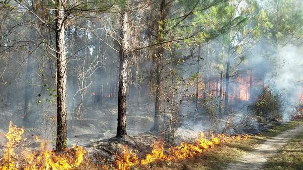 Movie: Spots of ladder fuels, but mostly nice low burn (28M)