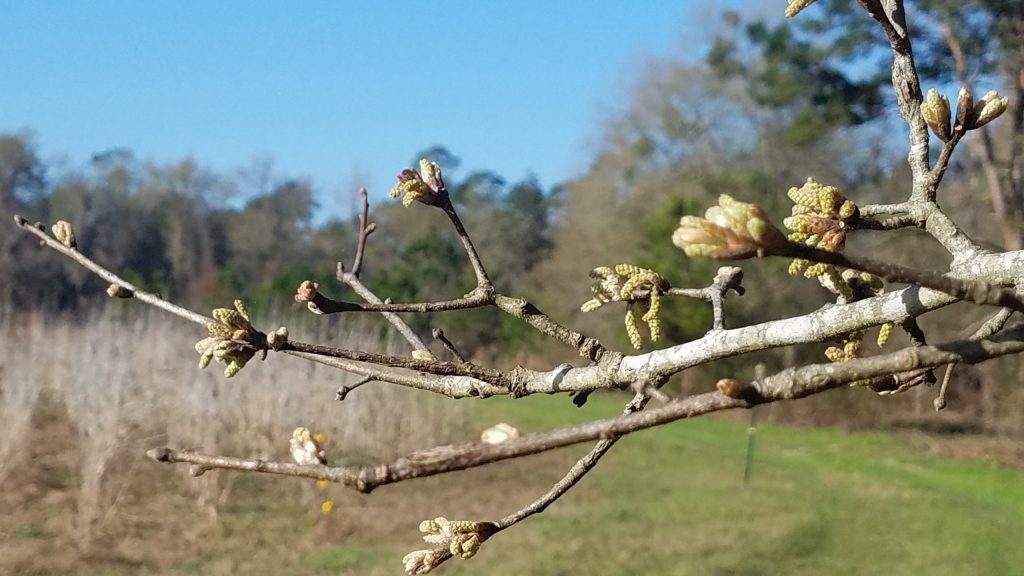 Oak budding Canopy Roads of South