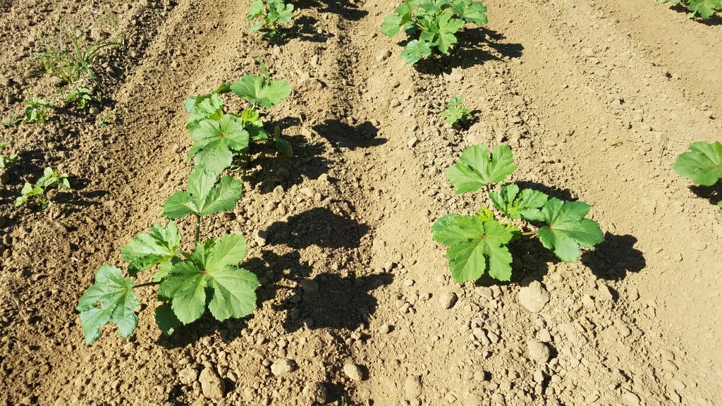 Cultivated okra Canopy Roads of South