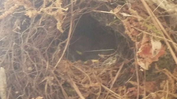 Nest with beaks